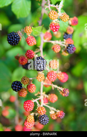 BlackBerry Beeren Früchte Niederlassung in Anlage selektiven Fokus Stockfoto