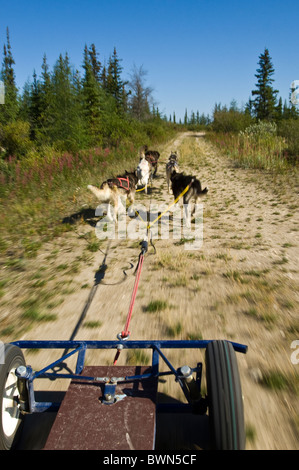 Hundeschlittenfahrten im Sommer, Cape Merry, Churchill, Manitoba. Stockfoto