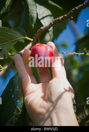 Hand eine Pflaume aus Obstgarten Baum pflücken Stockfoto