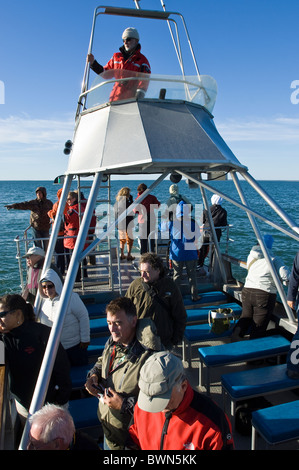 Churchill River Beluga Walbeobachtungstour Abenteuer, Cape Merry, Churchill, Manitoba. Stockfoto