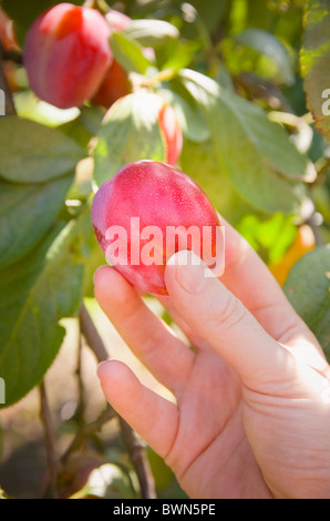 Hand eine Pflaume aus Obstgarten Baum pflücken Stockfoto