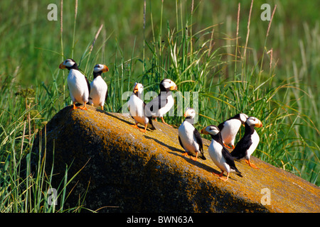 Gehörnte Papageitaucher Fratercula Corniculata USA Amerika USA Nordamerika Alaska Papageientaucher Vögel Vogel natur Stockfoto