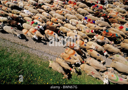 Herde von Schafen, die Ankunft in Esperou Dorf während einer Sommer-Transhumanz, Gard, Provence, Frankreich. Stockfoto