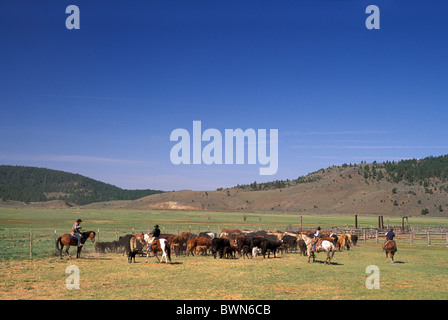 USA Amerika USA Nordamerika Cowboys herding Rinder Ponderosa Rinder und Working Guest Ranch östlichen Stockfoto