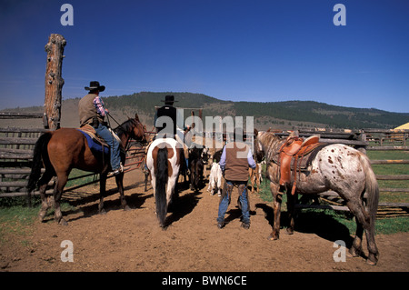 USA Amerika USA Nordamerika Cowboys herding Rinder Ponderosa Rinder und Working Guest Ranch östlichen Stockfoto