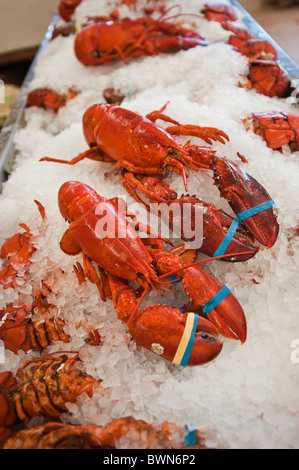 Hummer zum Verkauf, Alma, New Brunswick, die Maritimes, Kanada. Stockfoto