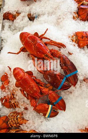 Hummer zum Verkauf, Alma, New Brunswick, die Maritimes, Kanada. Stockfoto