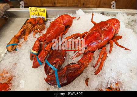 Hummer zum Verkauf, Alma, New Brunswick, die Maritimes, Kanada. Stockfoto