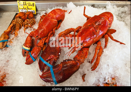 Hummer zum Verkauf, Alma, New Brunswick, die Maritimes, Kanada. Stockfoto