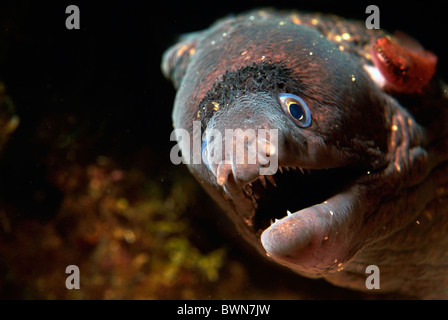 Leiter der ein Moray Eel Muraena Helena Stockfoto