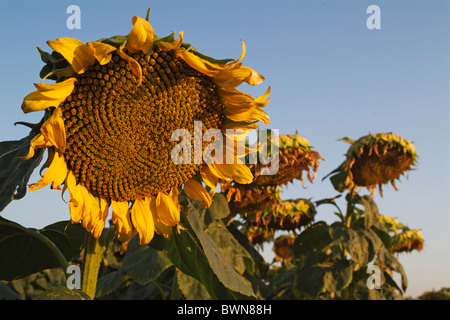 Sonnenblumen im Feld, Aude, Alzonne, Carcassonne, Frankreich zu sterben. Stockfoto