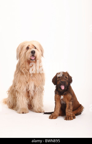 Mixed Breed Dog (Briard gekreuzt) und Briard Welpen, 9 Wochen / Berger de Brie Stockfoto