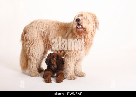 Mixed Breed Dog (Briard gekreuzt) und Briard Welpen, 9 Wochen / Berger de Brie Stockfoto