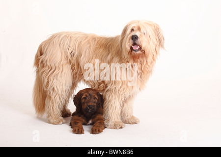 Mixed Breed Dog (Briard gekreuzt) und Briard Welpen, 9 Wochen / Berger de Brie Stockfoto