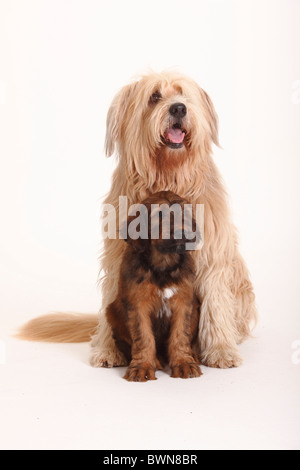 Mixed Breed Dog (Briard gekreuzt) und Briard Welpen, 9 Wochen / Berger de Brie Stockfoto