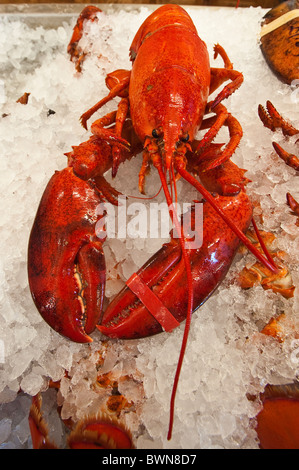 Hummer zum Verkauf, Alma, New Brunswick, die Maritimes, Kanada. Stockfoto