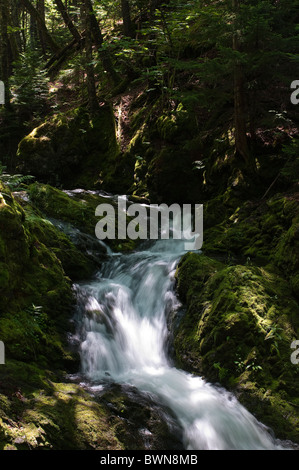 Dickson Falls im Fundy National Park, Alma, New Brunswick, The Maritimes, Kanada. Stockfoto