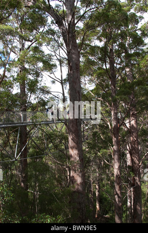 Gang in den Baumkronen Karri-Tal im Tal der Riesen, Walpole, Westaustralien Stockfoto