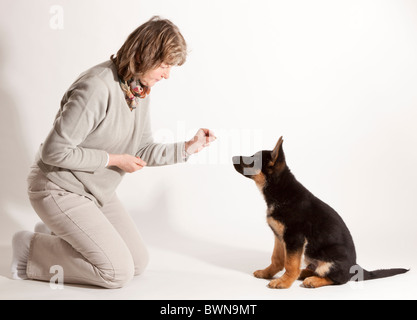 Ausbildung ein 11 Wochen alter deutscher Schäferhund Welpen zu sitzen Stockfoto