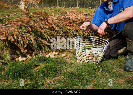 Wildhüter Abholung Fasane Eiern in den Inkubator ausziehen Stockfoto