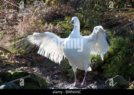 Eine Schneegans spannt ihre Flügel. Stockfoto