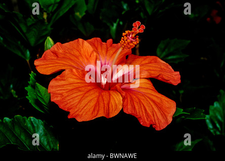 Chinesischen Hibiskus Hibiscus Rosa-Sinensis China-Rose Schuh Blume Malvaceae Madagaskar Pflanzen blühen flowe Stockfoto