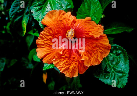 Chinesischen Hibiskus Hibiscus Rosa-Sinensis China-Rose Schuh Blume Malvaceae Madagaskar Pflanzen blühen flowe Stockfoto