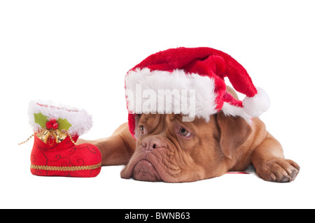 Dogge de Bordeaux Welpen mit Weihnachtsmütze und Weihnachten Geschenk Boot Stockfoto