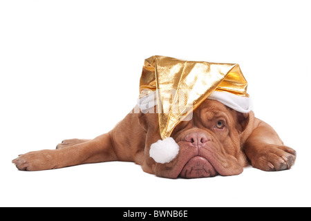 Dogge de Bordeaux mit goldenen Weihnachtsmütze Stockfoto