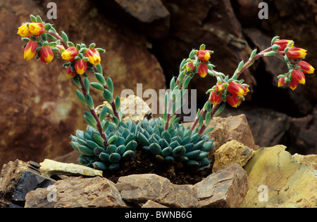 Echeveria Rundelli Sorte Crassulaceae Mexiko Mittelamerika Amerika Pflanze Pflanzen blühen Blumen flowerin Stockfoto