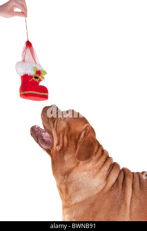 Großer Hund schnüffeln Boot Weihnachtsdekoration Stockfoto