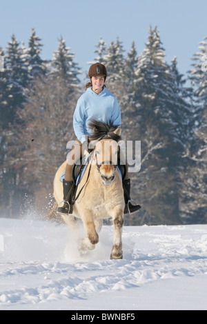 Im Winter auf Rückseite des norwegischen Pferd ausreiten Stockfoto