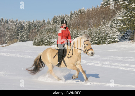 Im Winter auf Rückseite Norweger (Fjord) Pferd ausreiten Stockfoto