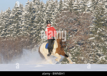 Junge Reiter auf Rückseite ein Islandpferd im Galopp im Schnee Stockfoto