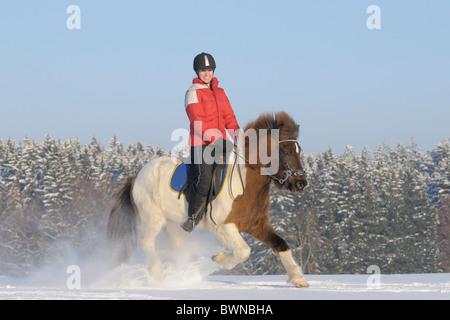 Junge Reiter auf Rückseite ein Islandpferd im Galopp im Schnee Stockfoto