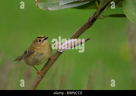 Die Insel Sao Miguel (auf den Azoren) Wintergoldhähnchen, kleinste Vogel Europas, Stading auf Baum Stockfoto