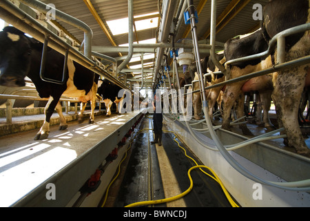 Holstein-Friesen gemolken in ein 24/48-Hering-Knochen-Salon auf einem Milchviehbetrieb in Cornwall Stockfoto