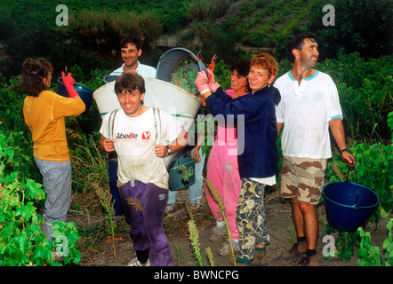 Weinlese in der Region La Rioja, Spanien Stockfoto