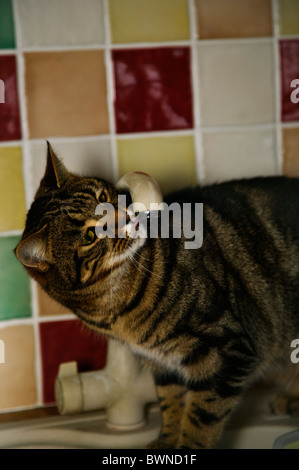 Tabby Katze trinkt aus Küchenarmatur Stockfoto