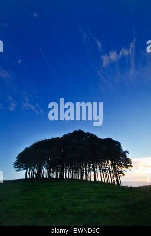 Circular beech copse, Devon, Uk Stockfoto