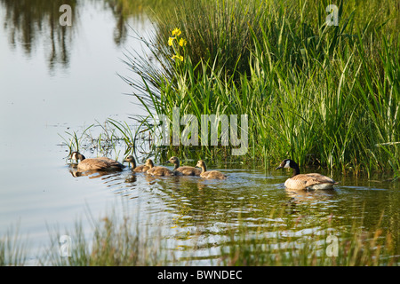 Paar von Kanadagänse schwimmen über See in Devon, UK (Branta Canadensis) Stockfoto