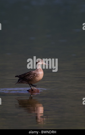 Grün winged Teal stehend auf einem Stein Stockfoto