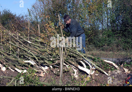 Mann Bau einer traditionellen natürlichen gewebten Hecke bei den nationalen Meisterschaften der Hedgelaying in der Nähe von Tetbury, Gloucestershire Stockfoto