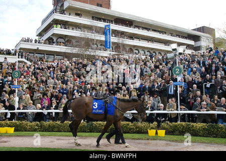 Rennpferd in der Parade Ring am zweiten Tag der Cheltenham Rennen Stockfoto