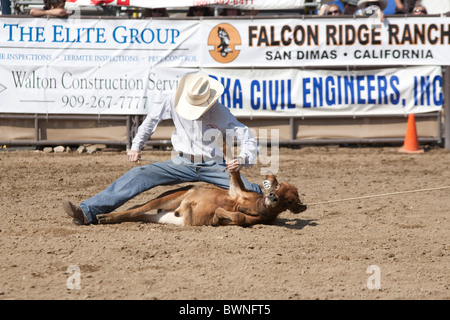 Nicht identifizierte Cowboy konkurriert in der Tie Down Roping Veranstaltung in San Dimas Rodeo auf 2. Oktober 2010 in San Dimas, Kalifornien. Stockfoto