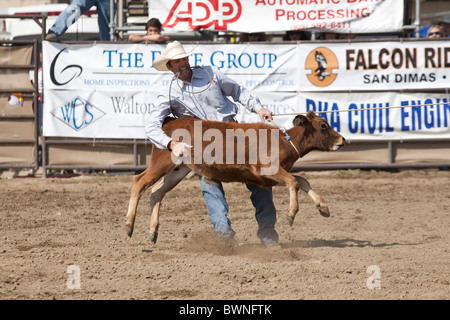 Nicht identifizierte Cowboy konkurriert in der Tie Down Roping Veranstaltung in San Dimas Rodeo auf 2. Oktober 2010 in San Dimas, Kalifornien. Stockfoto
