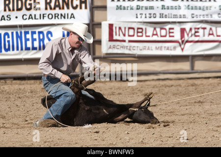 Nicht identifizierte Cowboy konkurriert in der Tie Down Roping Veranstaltung in San Dimas Rodeo auf 2. Oktober 2010 in San Dimas, Kalifornien. Stockfoto