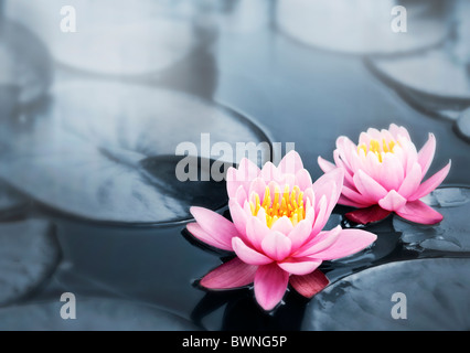 Rosa Lotusblüten oder Seerose Blumen blühen am Teich Stockfoto