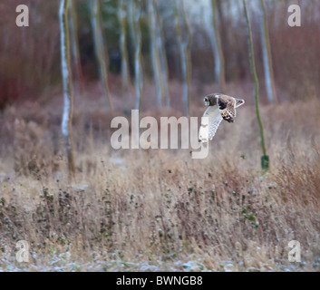 Wilde Short Eared Owl-Jagd über grobe Grasland in Leicestershire Stockfoto