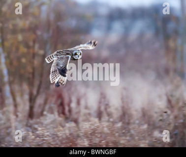 Wilde Short Eared Owl-Jagd über grobe Grasland in Leicestershire Stockfoto